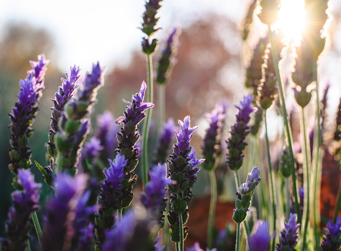 En el corazón del perfume, la lavanda ofrece un aroma limpio, reconfortante y elegante. Una fragancia perfecta para quienes buscan un equilibrio entre suavidad y presencia.