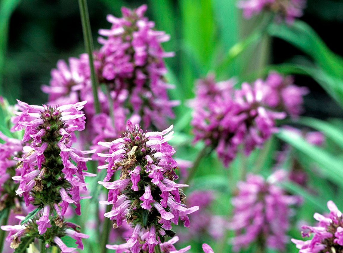 El pachulí proporciona una base terrosa y elegante, con una presencia impactante y una intensa duración. Equilibra la dulzura de las notas de salida, creando un final envolvente y sofisticado.