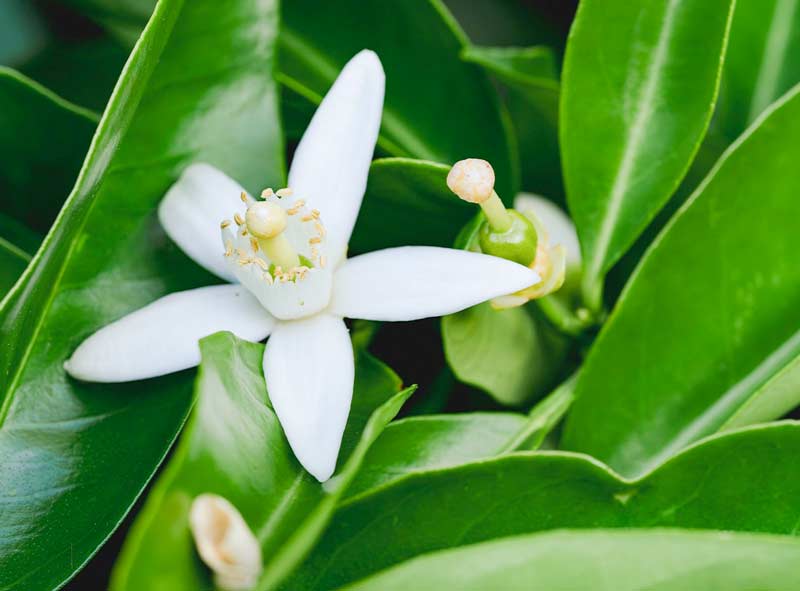 La flor de azahar aporta un delicado aroma floral con un toque ligeramente dulce. Aporta sofisticación y feminidad de forma ligera y natural.